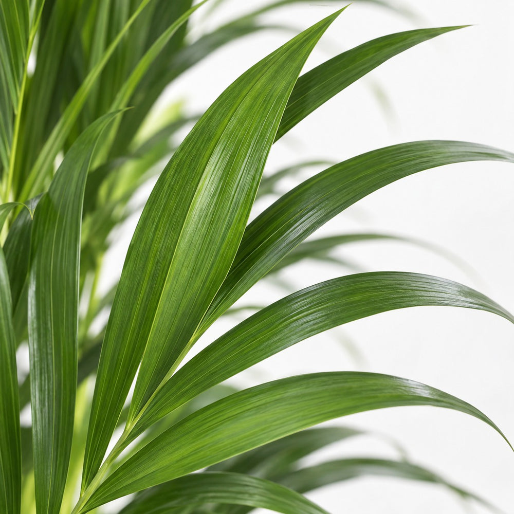 Howea Forsteriana (110cm, Ø21cm), Nahaufnahme Blatt