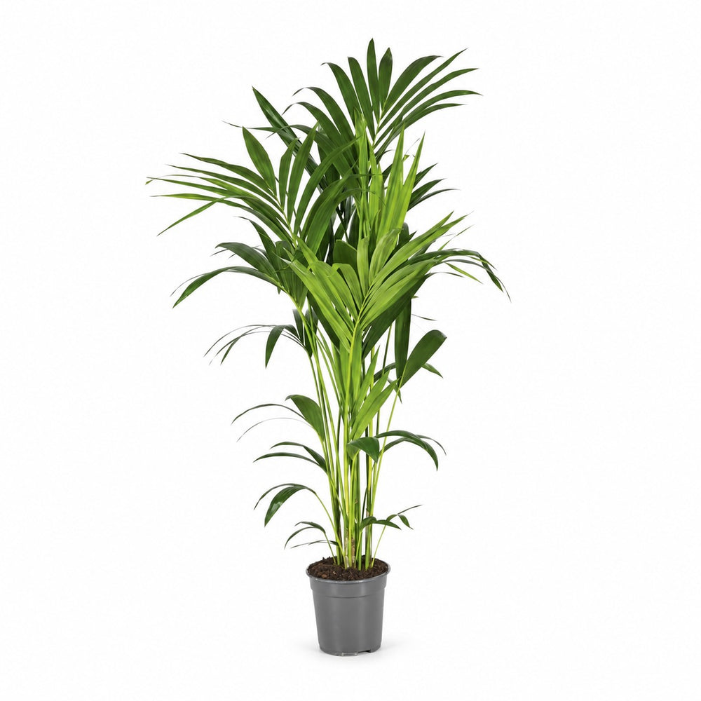 Howea Forsteriana (130cm, Ø21cm) im Kulturtopf