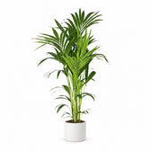 Howea Forsteriana (130cm, Ø21cm), Stylingbeispiel im Übertopf (Übertopf nicht enthalten)