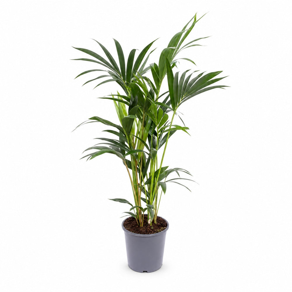 Howea Forsteriana (75cm, Ø17cm) im Kulturtopf