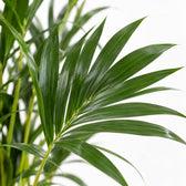 Howea Forsteriana (75cm, Ø17cm), Nahaufnahme Blatt