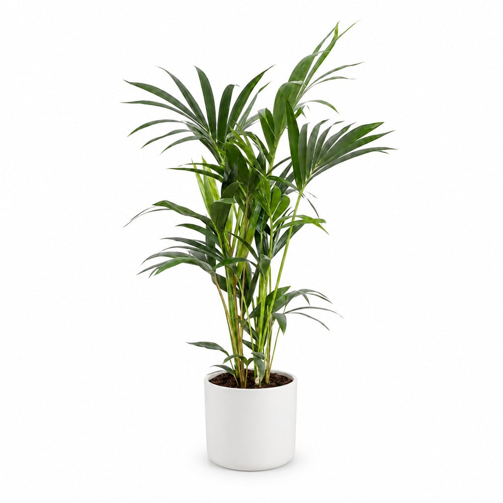 Howea Forsteriana (75cm, Ø17cm), Stylingbeispiel im Übertopf (Übertopf nicht enthalten)