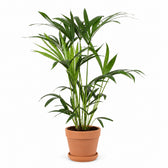 Howea Forsteriana (80cm, Ø19cm), Stylingbeispiel im Übertopf (Übertopf nicht enthalten)