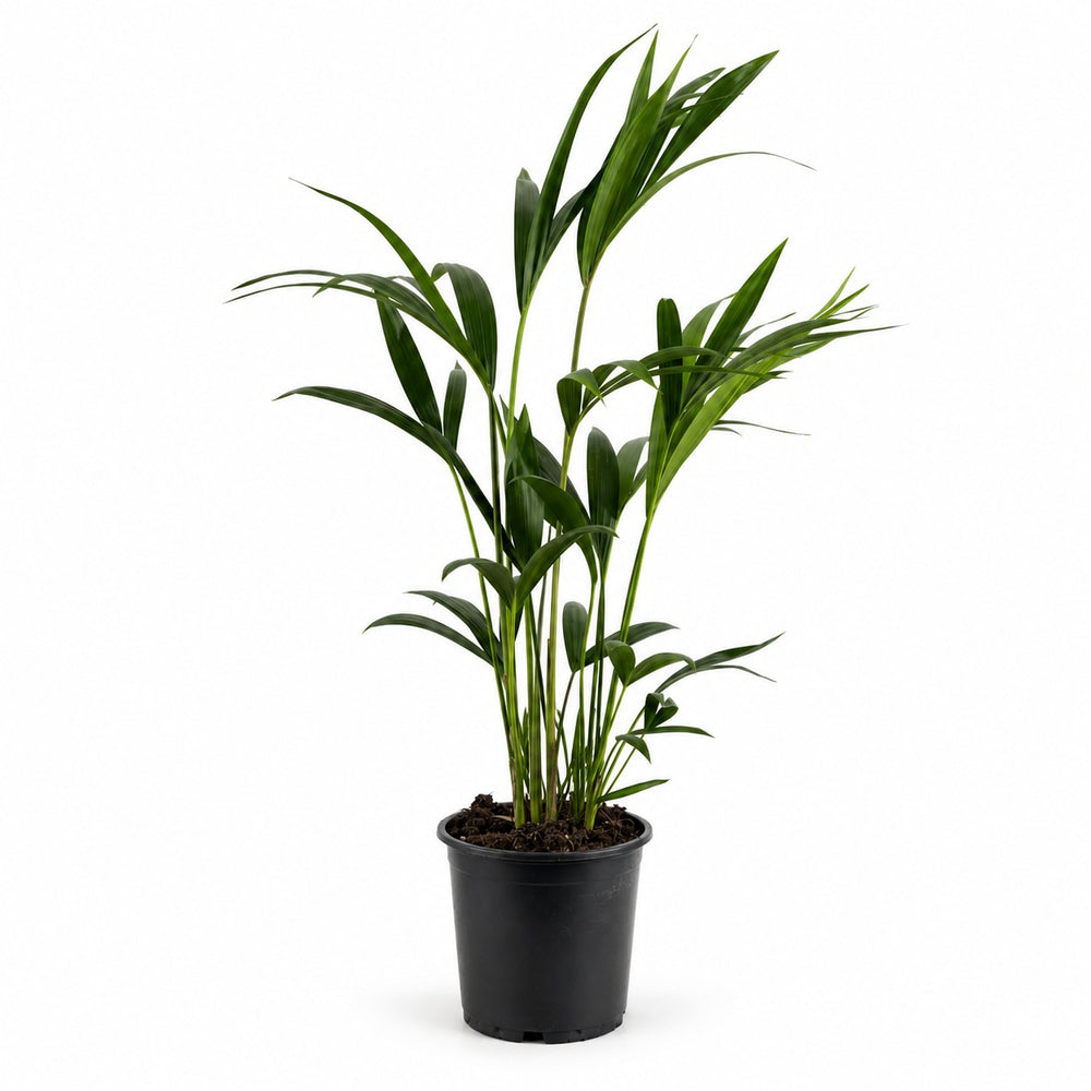 Howea Forsteriana (90cm, Ø19cm) im Kulturtopf