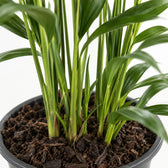 Howea Forsteriana (90cm, Ø19cm), Nahaufnahme Wuchs und Triebansatz