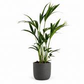 Howea Forsteriana (90cm, Ø19cm), Stylingbeispiel im Übertopf (Übertopf nicht enthalten)