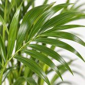 Howea Forsteriana, Nahaufnahme Blatt