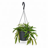 Hoya Bella (20cm, Ø19cm) im Kulturtopf