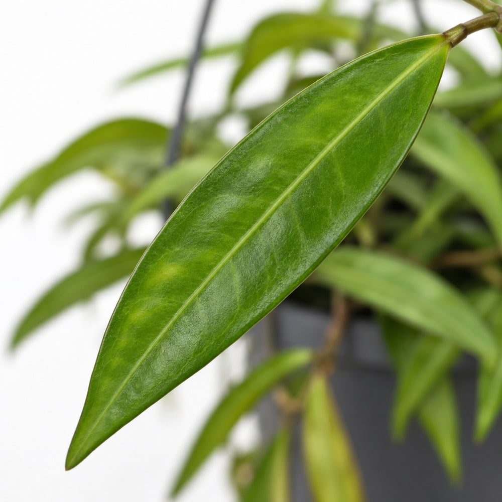 Hoya Bella, Nahaufnahme Blatt