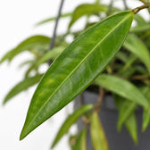Hoya Bella, Nahaufnahme Blatt