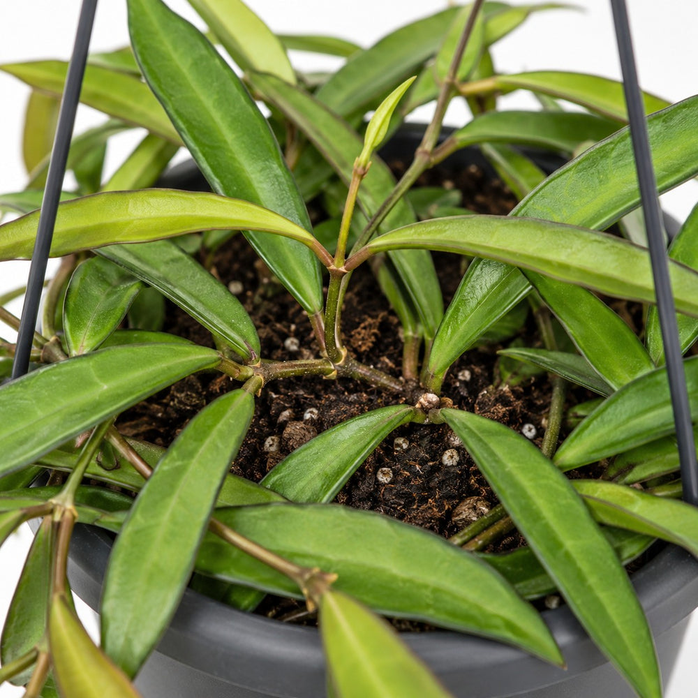 Hoya Bella, Nahaufnahme Wuchs und Triebansatz