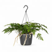 Humata Tyermannii (20cm, Ø17cm) im Kulturtopf