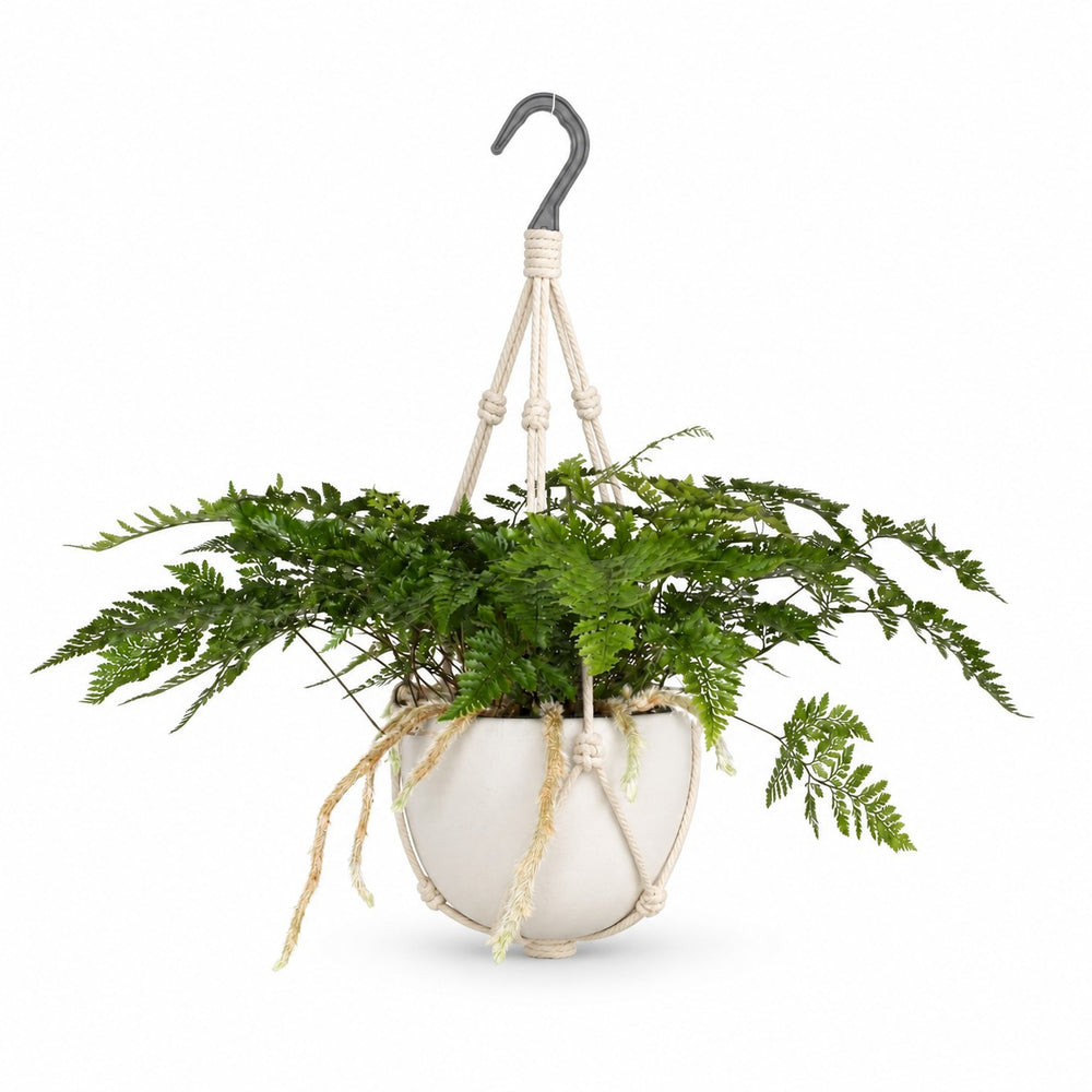 Humata Tyermannii (20cm, Ø17cm), Stylingbeispiel im Übertopf (Übertopf nicht enthalten)