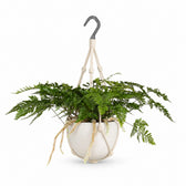 Humata Tyermannii (20cm, Ø17cm), Stylingbeispiel im Übertopf (Übertopf nicht enthalten)