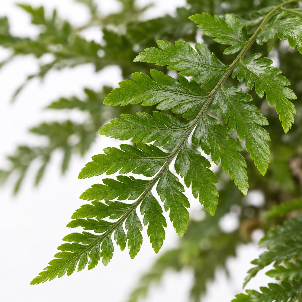 Humata Tyermannii, Nahaufnahme Blatt