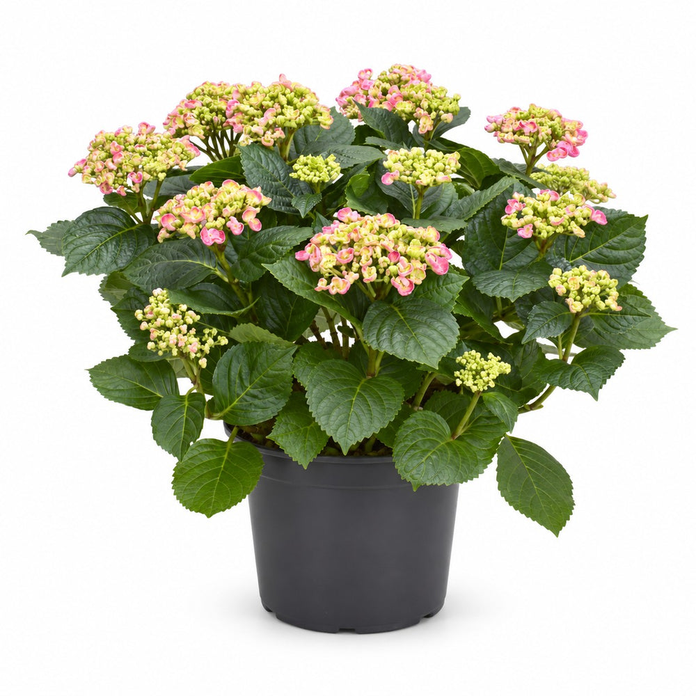 Hydrangea Curly Wurly (50cm, Ø23cm) im Kulturtopf