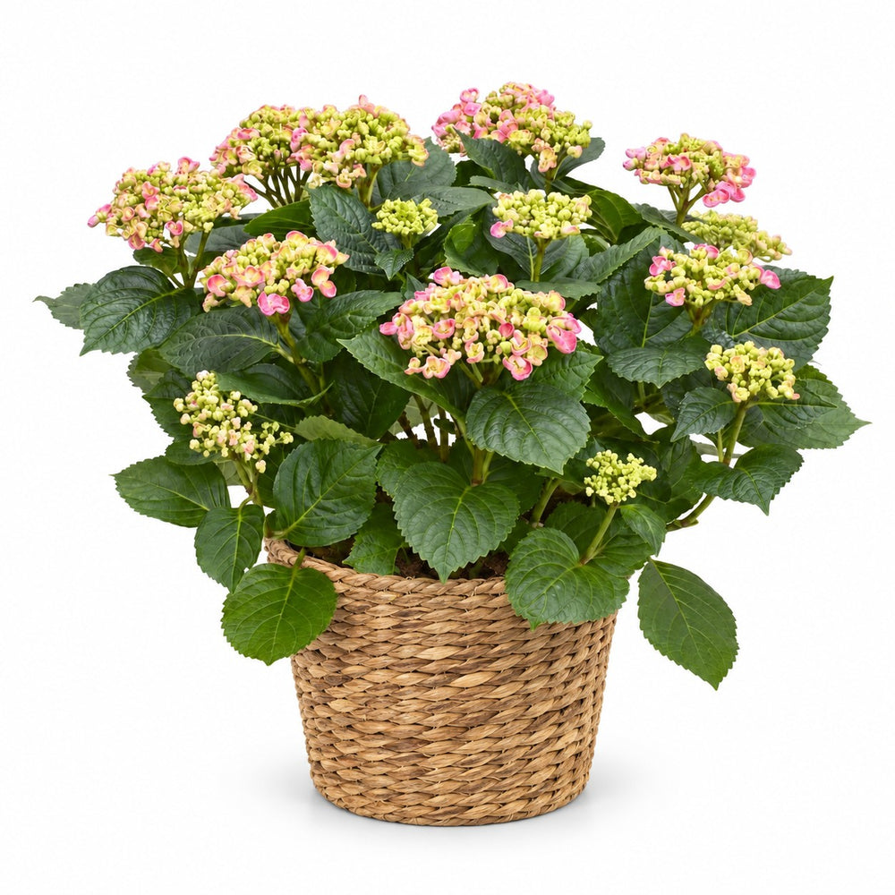 Hydrangea Curly Wurly (50cm, Ø23cm), Stylingbeispiel im Übertopf (Übertopf nicht enthalten)