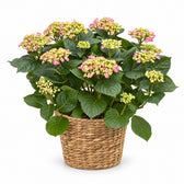 Hydrangea Curly Wurly (50cm, Ø23cm), Stylingbeispiel im Übertopf (Übertopf nicht enthalten)