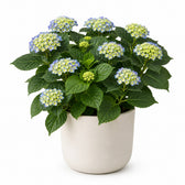 Hydrangea Curly Wurly Blue - 50cm im Kulturtopf