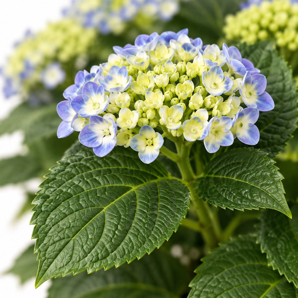 Hydrangea Curly Wurly Blue, Nahaufnahme Blatt