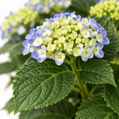 Hydrangea Curly Wurly Blue, Nahaufnahme Blatt