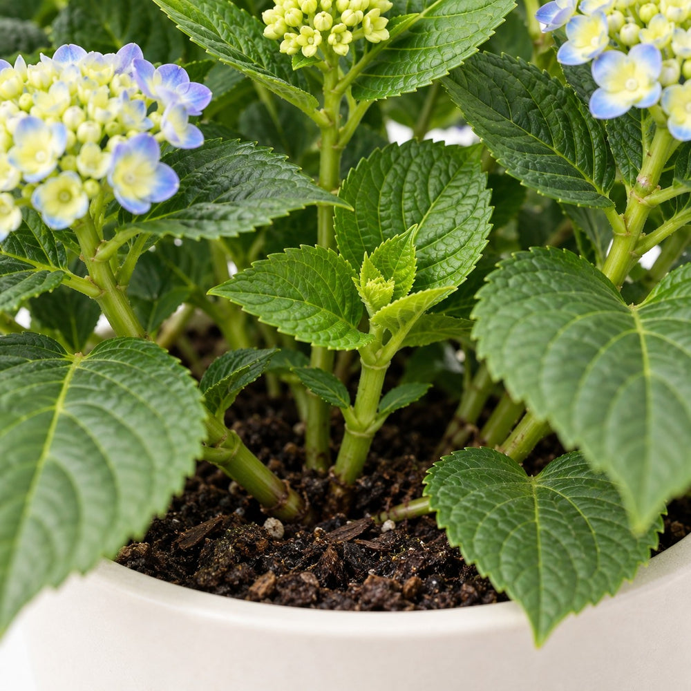 Hydrangea Curly Wurly Blue, Nahaufnahme Wuchs und Triebansatz