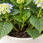 Hydrangea Curly Wurly Blue, Nahaufnahme Wuchs und Triebansatz