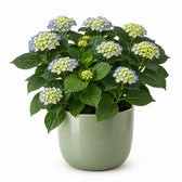 Hydrangea Curly Wurly Blue - 50cm, Stylingbeispiel im Übertopf (Übertopf nicht enthalten)