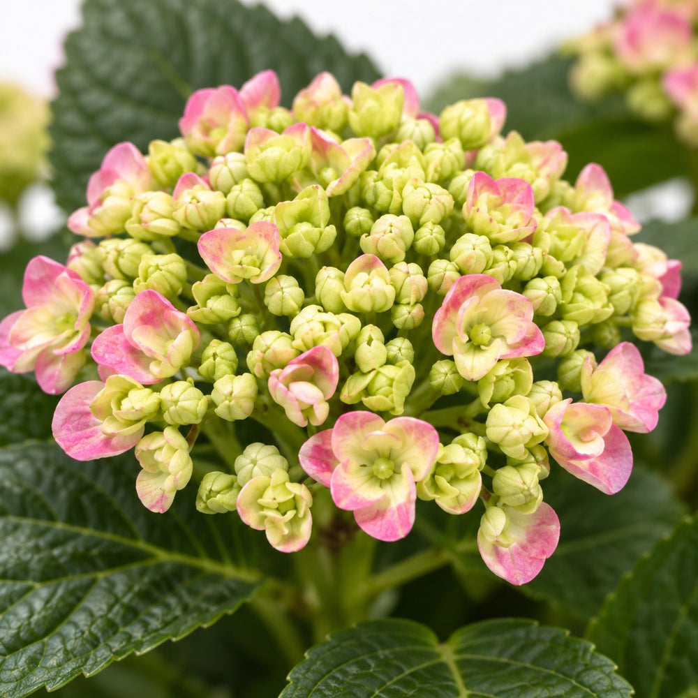 Hydrangea Curly Wurly, Nahaufnahme Blatt