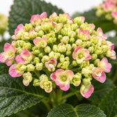 Hydrangea Curly Wurly, Nahaufnahme Blatt