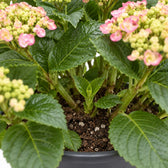 Hydrangea Curly Wurly, Nahaufnahme Wuchs und Triebansatz