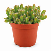 Hylocereus Undatus (15cm, Ø11cm) im Kulturtopf