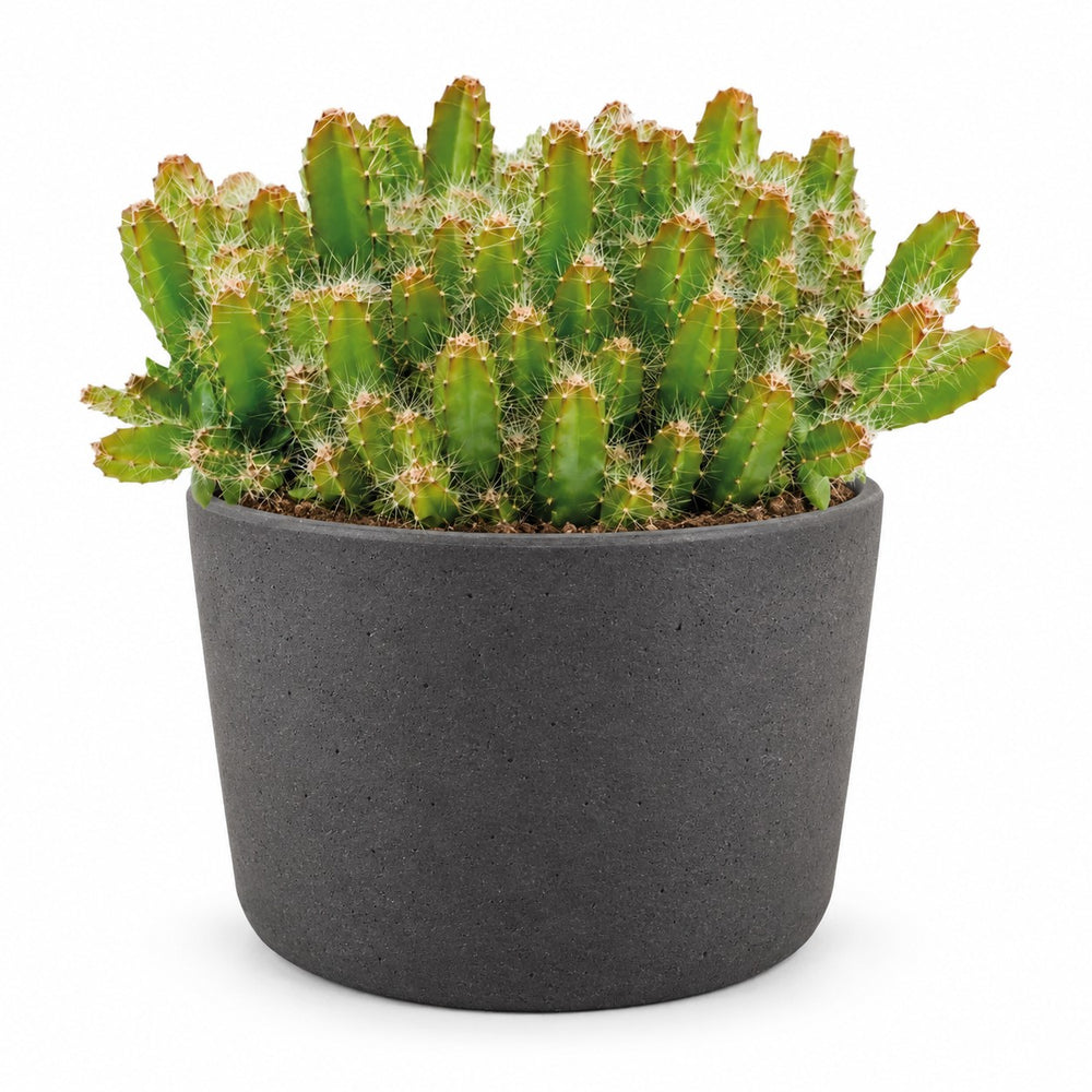 Hylocereus Undatus (15cm, Ø11cm), Stylingbeispiel im Übertopf (Übertopf nicht enthalten)