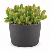 Hylocereus Undatus (15cm, Ø11cm), Stylingbeispiel im Übertopf (Übertopf nicht enthalten)