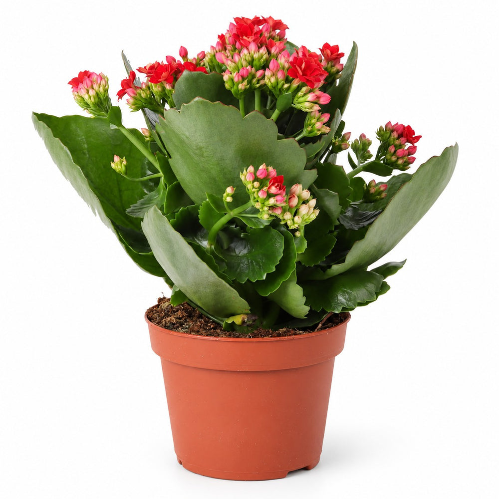 Kalanchoe Rosalina Rot - 27cm im Kulturtopf