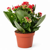 Kalanchoe Rosalina Rot - 27cm im Kulturtopf