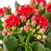 Kalanchoe Rosalina Rot, Nahaufnahme Blatt