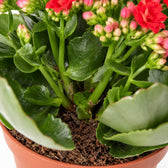 Kalanchoe Rosalina Rot, Nahaufnahme Wuchs und Triebansatz