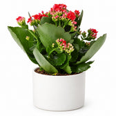 Kalanchoe Rosalina Rot - 27cm, Stylingbeispiel im Übertopf (Übertopf nicht enthalten)