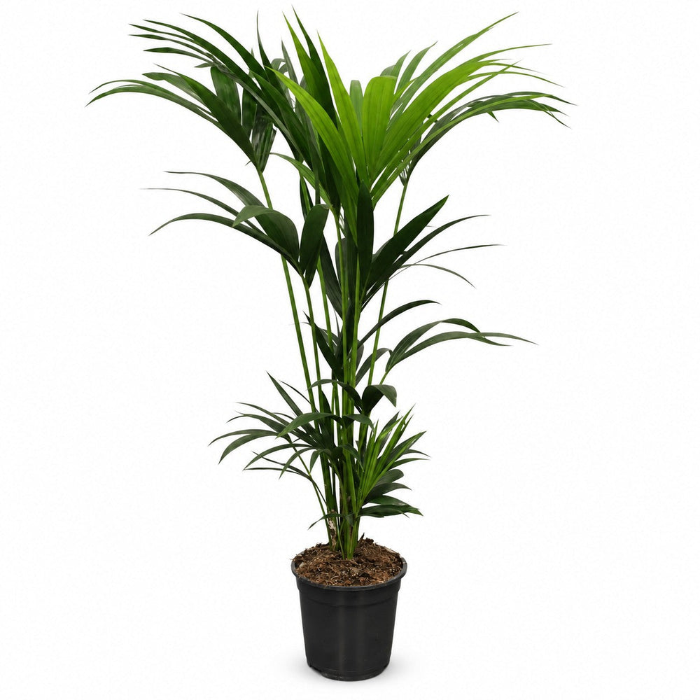Howea Forsteriana (120cm, Ø21cm) im Kulturtopf