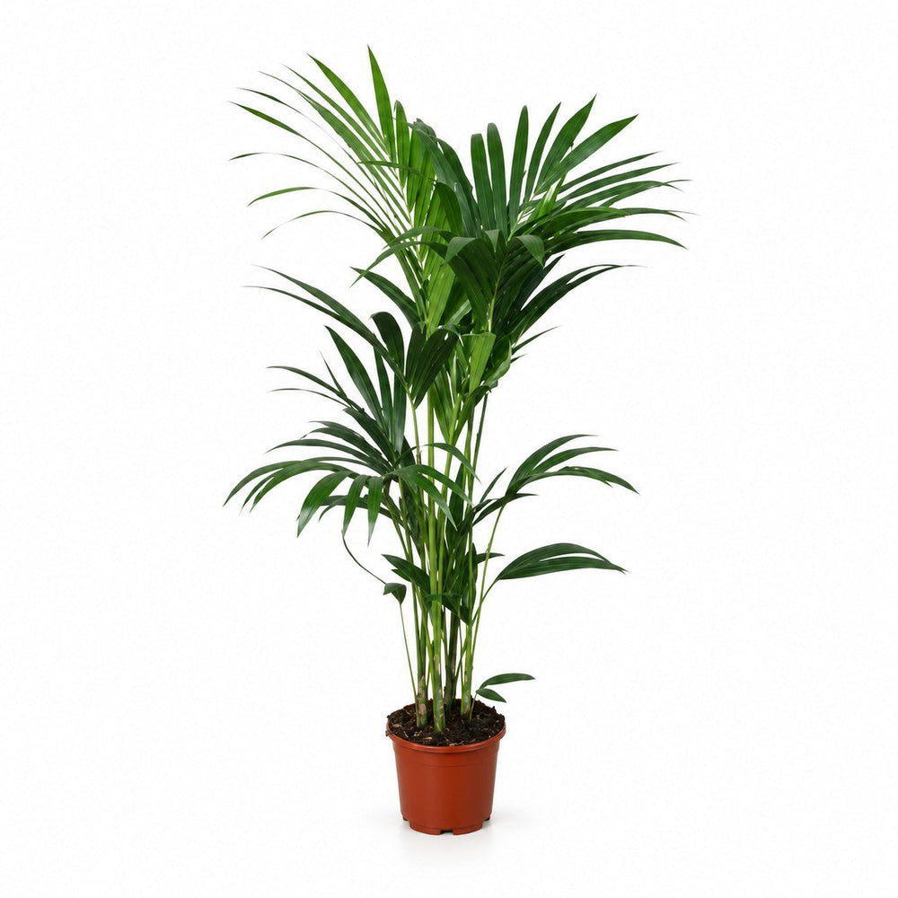 Howea Forsteriana (120cm, Ø24cm) im Kulturtopf