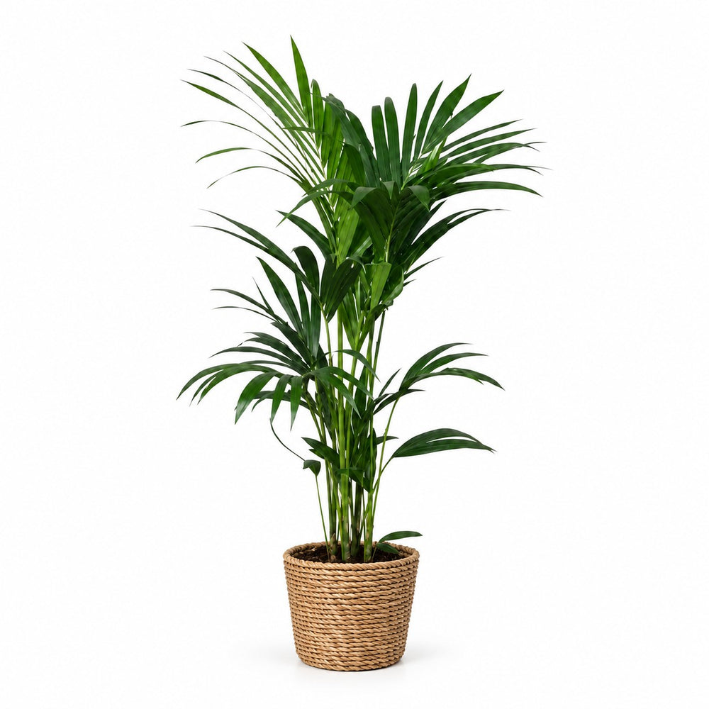 Kentia-Palme Howea Forsteriana - 120cm (Ø24cm), Stylingbeispiel im Übertopf (Übertopf nicht enthalten)