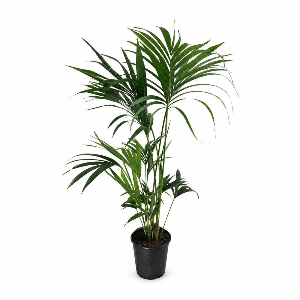 Howea Forsteriana (130cm, Ø24cm) im Kulturtopf