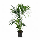 Howea Forsteriana (130cm, Ø24cm) im Kulturtopf