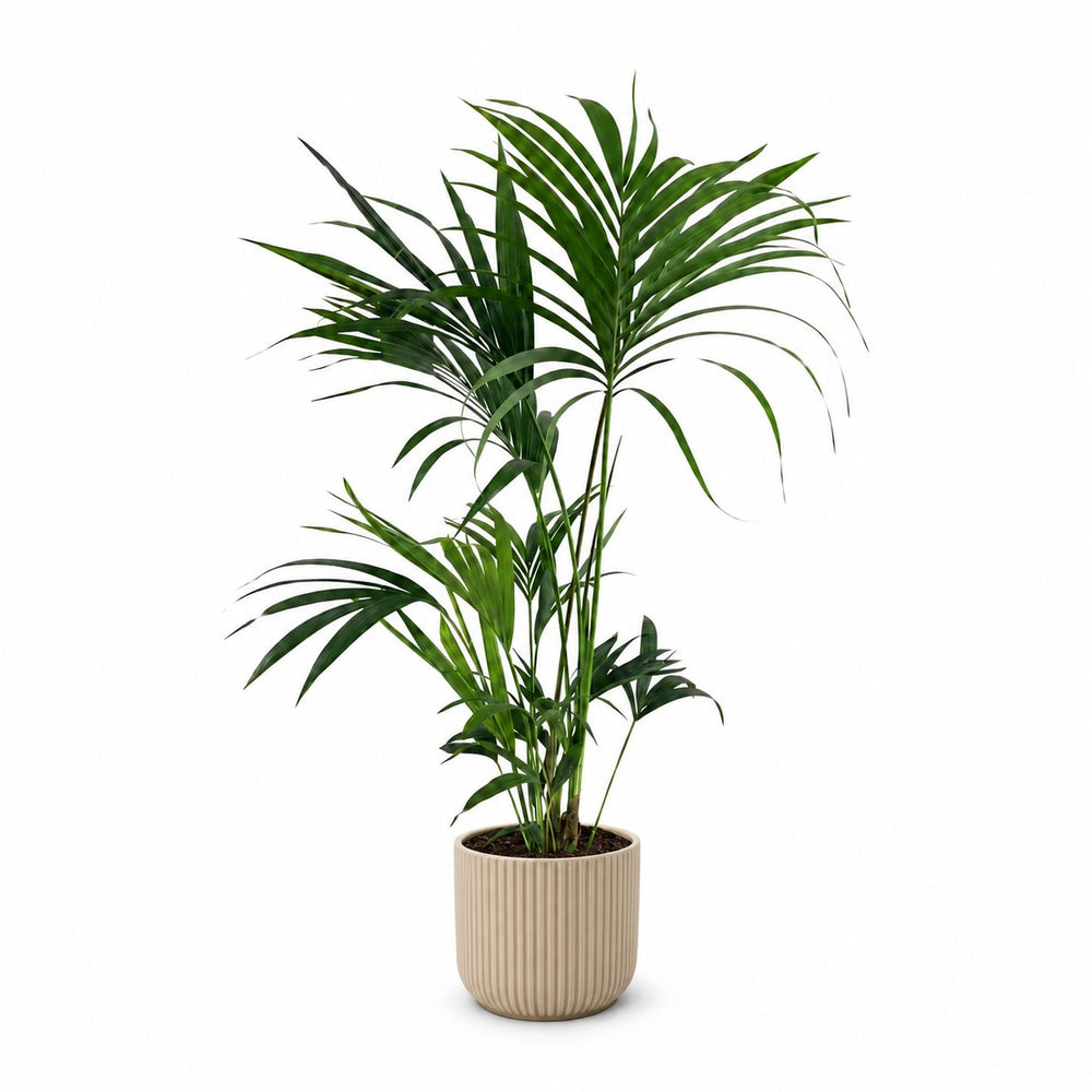 Kentia-Palme Howea Forsteriana - 130cm, Stylingbeispiel im Übertopf (Übertopf nicht enthalten)