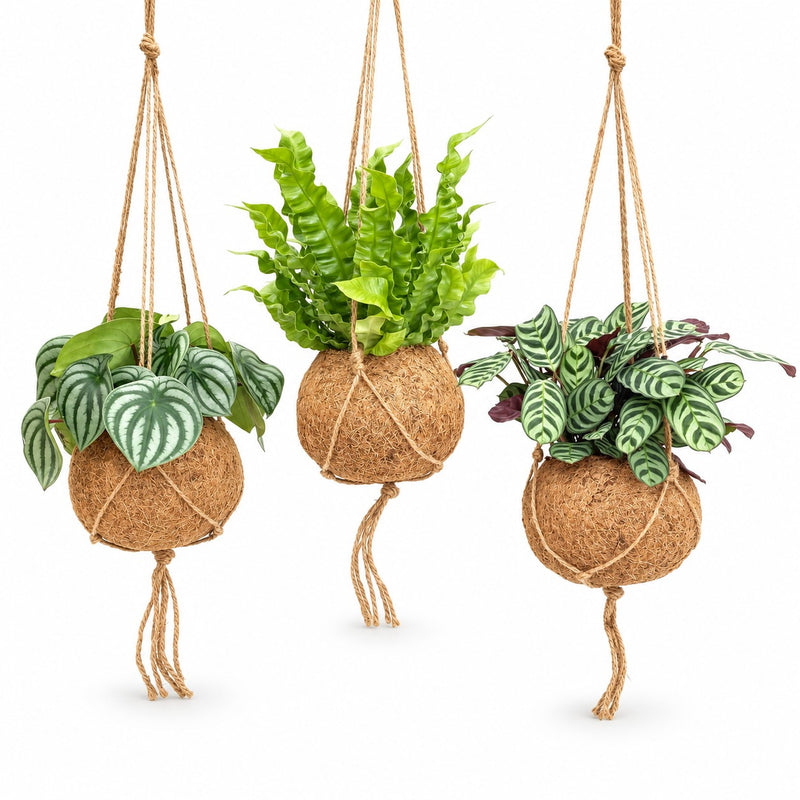Kokedama Jungle-Mix (3 Stück) - 28cm Detail