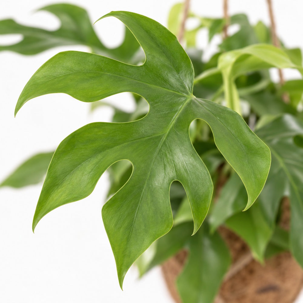 Kokedama Monstera Minima, Nahaufnahme Blatt