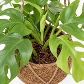 Kokedama Monstera Minima, Nahaufnahme Wuchs und Triebansatz