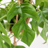 Monstera Minima 2er Vorteilspaket, Nahaufnahme Blatt
