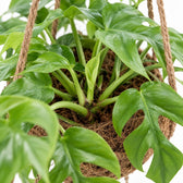 Monstera Minima 2er Vorteilspaket, Nahaufnahme Wuchs und Triebansatz